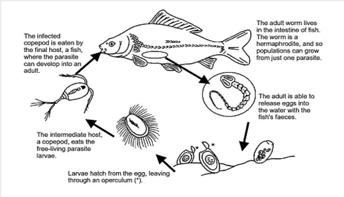 The life cycle of S. acheilognathi (extracted from the Institute of Fisheries Management, 2018)