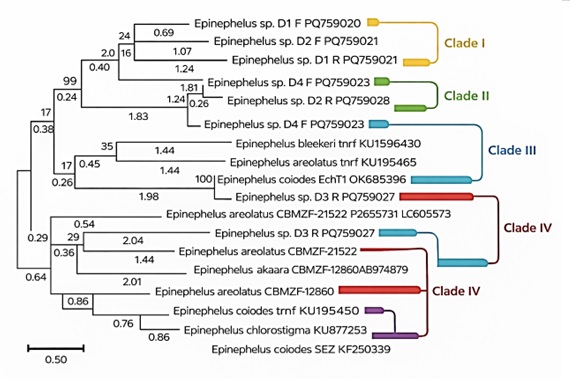 Neighbor-joining clustering of mitochondrial (D-loop, tRNA-Phe, and 12S rRNA) sequences