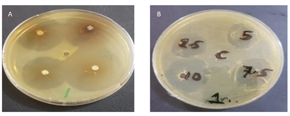 A/ Results of the antibiotic oxytetracycline against Aeromonas sobria  and B/ antibiotic activity of Aeromonas sobria against lemongrass alcoholic methanolic extract (replace it).